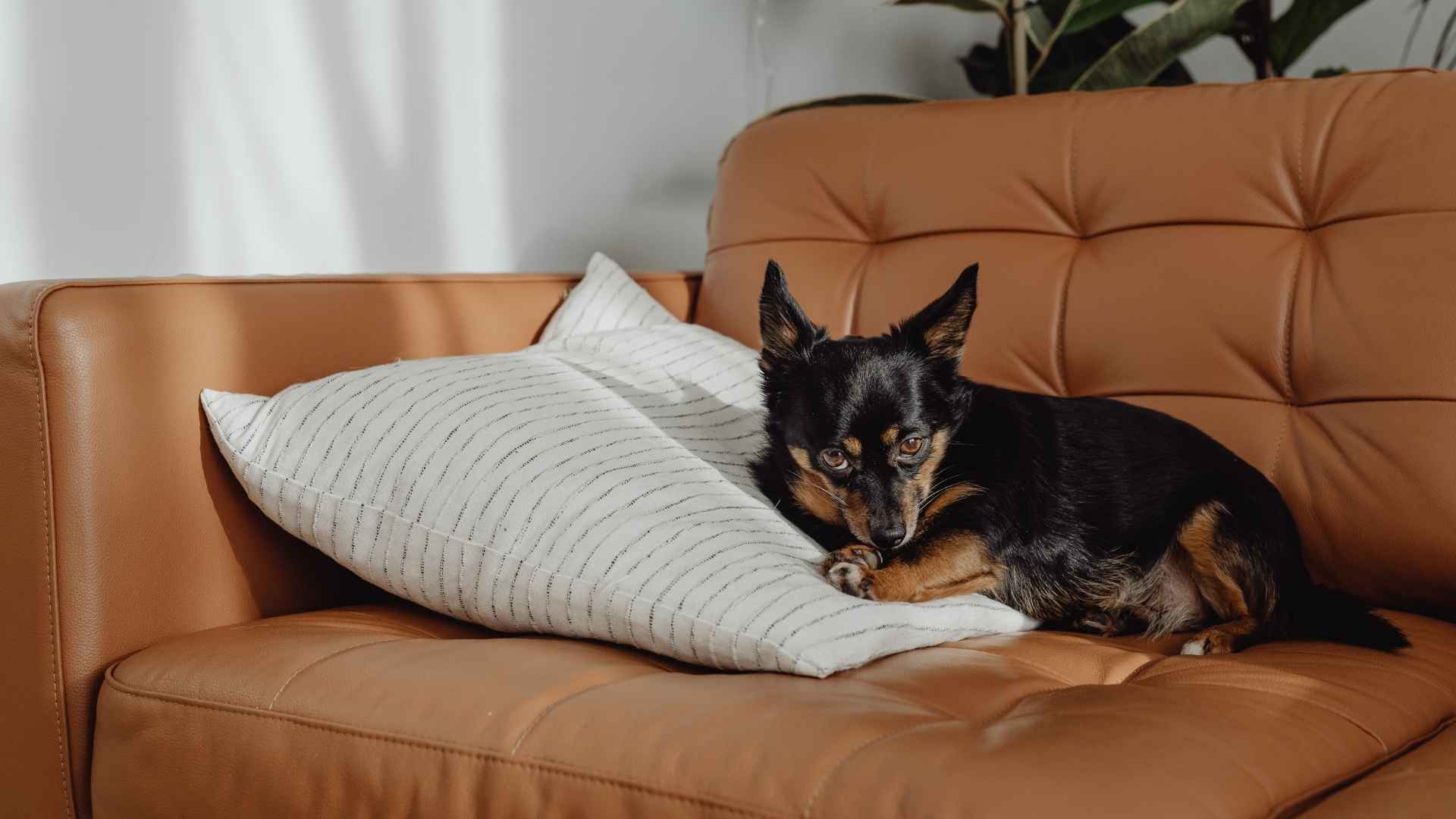 Perro relajado por la valeriana